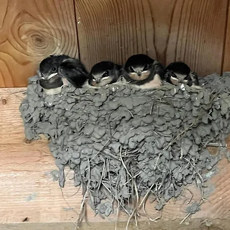 L'écrin Des Hirondelles, La Ferme Hébergement de vacances Brouckerque